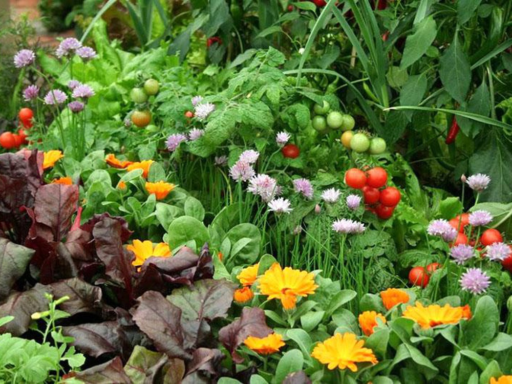 Огородный микс: как соседство растений приводит к комичным последствиям
